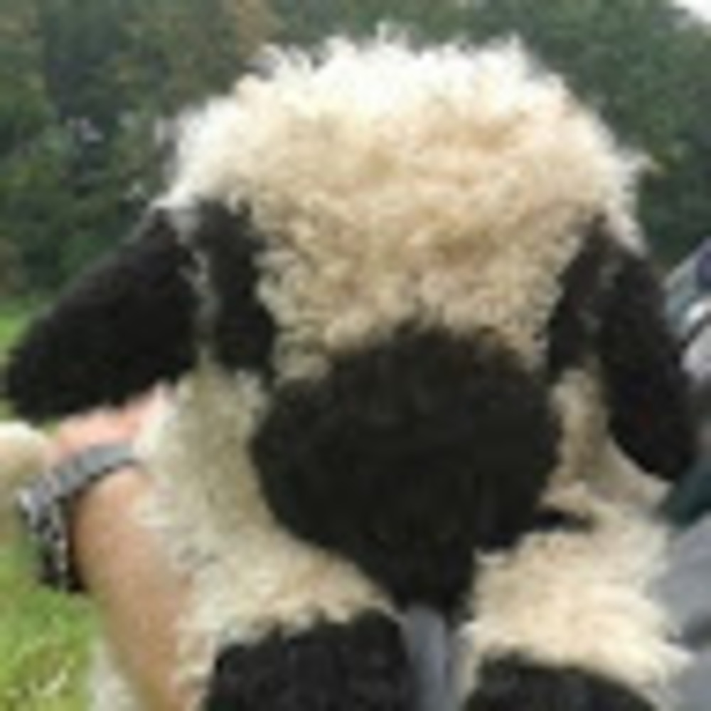 Meet your Posher, Snappel